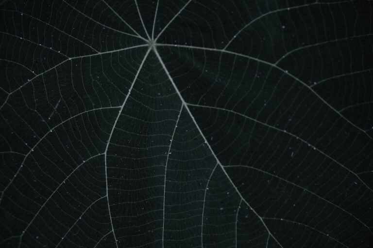 Photo Core Web Vitals MLM