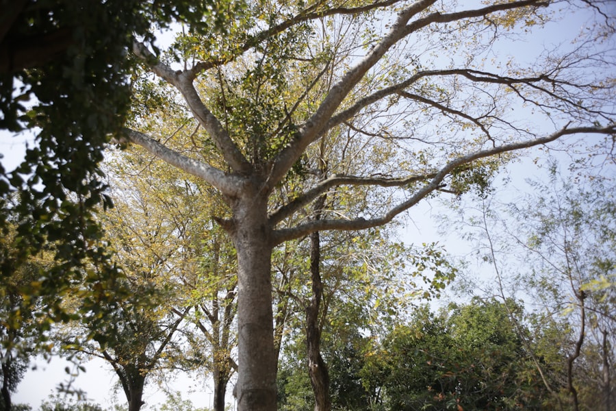 branching