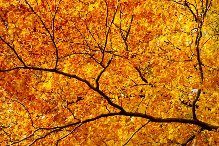 Photo branching